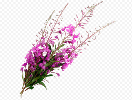 Иван чай кипрей PNG