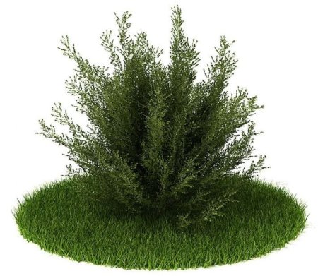 Evermotion туя