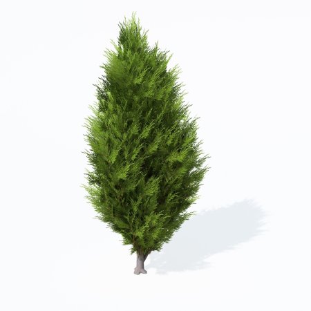 Savin Juniper ( Juniperus Sabina )