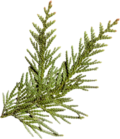 Кипарис Cupressus ветка