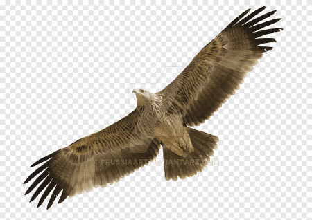 Golden Imperial Eagle