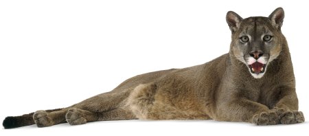 Пума животное на белом фоне