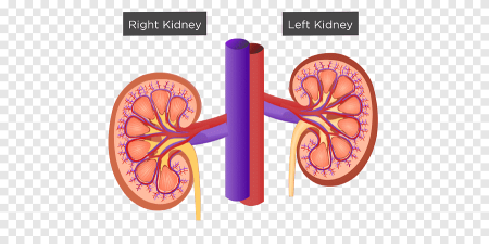 Физиологическая Kidney