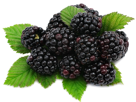 Rubus chamaemorus