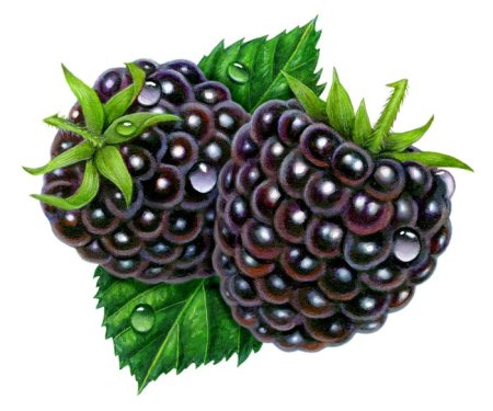Ежевика мультяшная