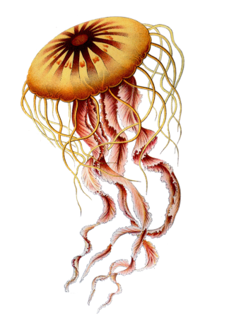Chrysaora hysoscella