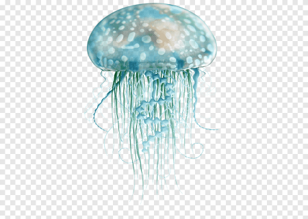 Jellyfish Kids