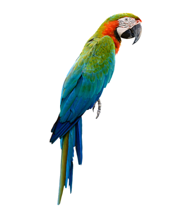 Parrotlet попугай