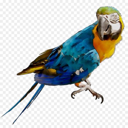 Parrotlet попугай