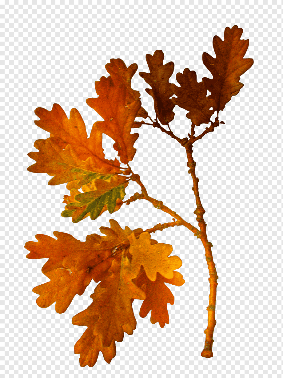 Ветка осенних листьев. Осенняя веточка. Ветка дуба. Осенние листья. Осенние листья на прозрачном фоне.