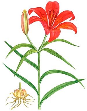 Сардаана сибэкки рисунок