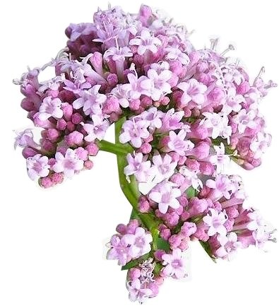 Валериана на белом фоне