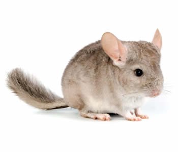 Chinchilla Dance