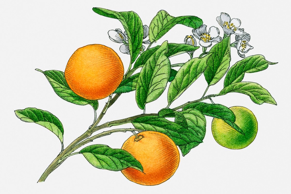 Мандарин схема. Померанец плод рисунок. Померанец гранатина. Апельсиновое дерево с плодами. Апельсин с веточкой.