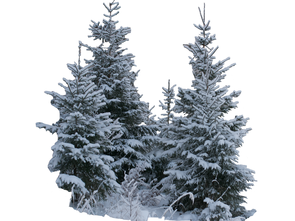 Зимняя елка на прозрачном фоне. Зимняя ель на прозрачном фоне. Зимние елки для фотошопа. Елка для фотошопа.