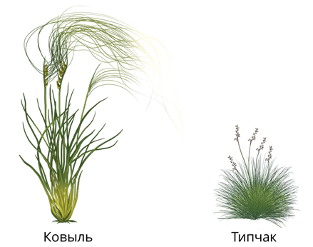 Ковыль Залесского Stipa Zalesskii