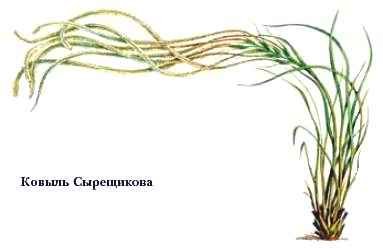 Осока Цитронелла