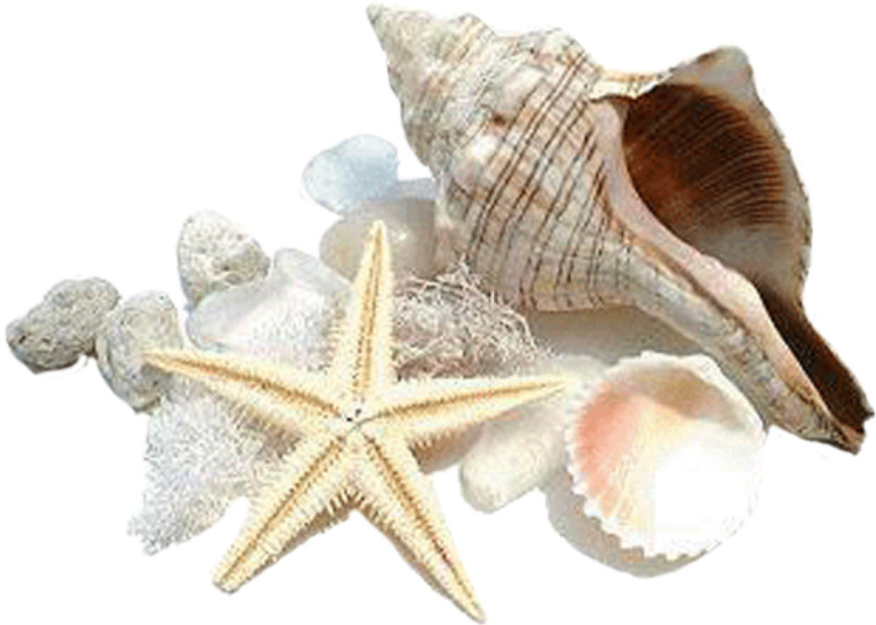 Ракушки морские. Раковина моллюска. Морская звезда. Море ракушки.