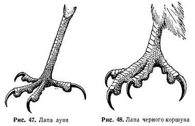 Лапы дятла