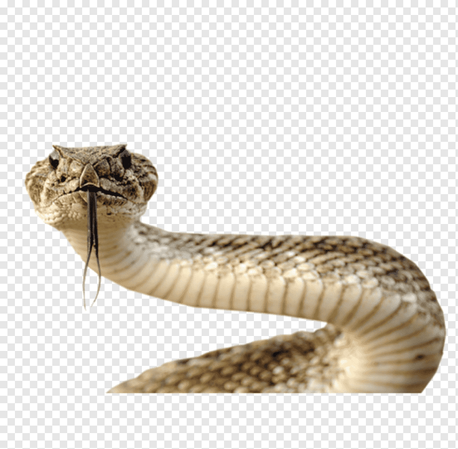Змеи без голов