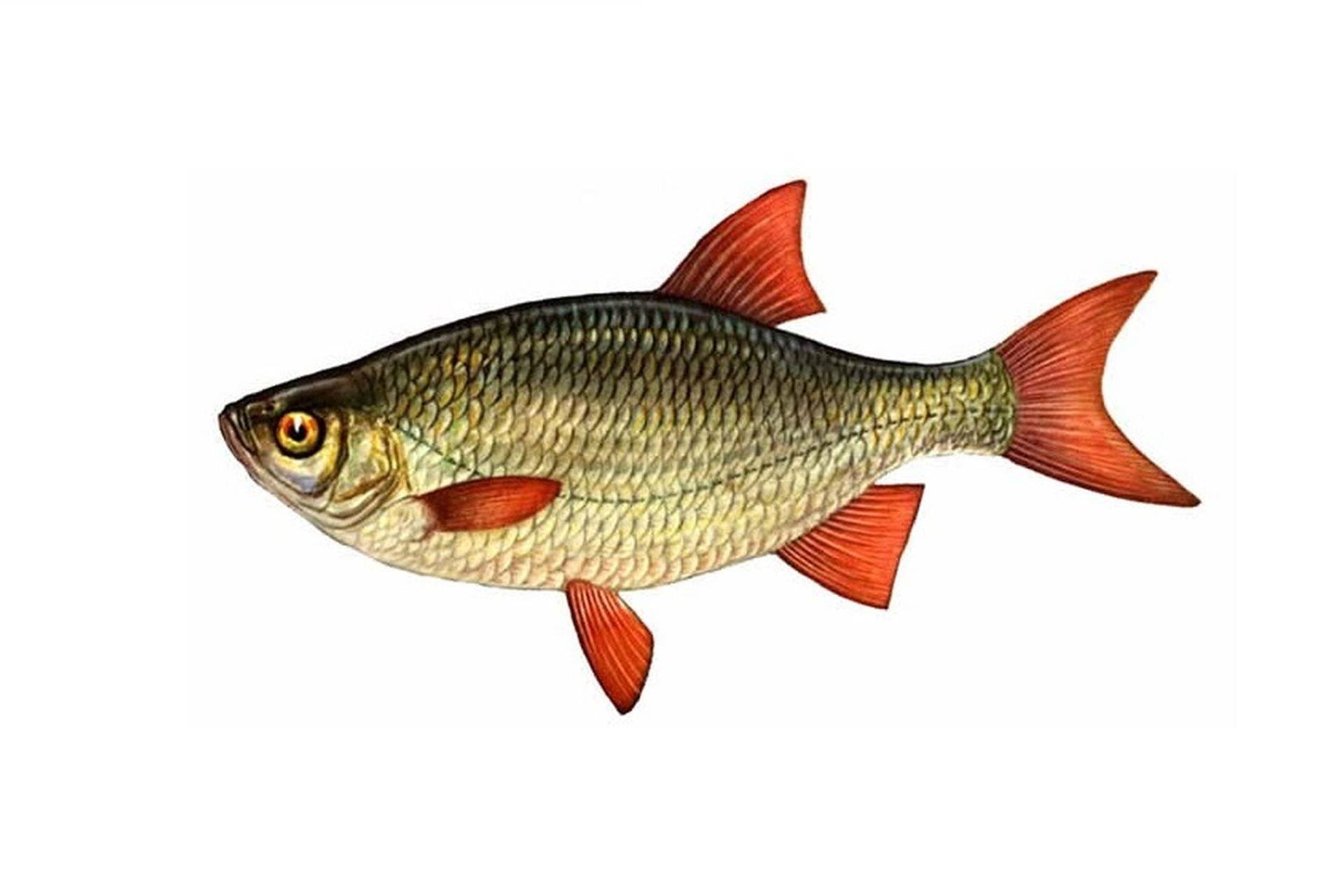 Картинка речные рыбы для детей
