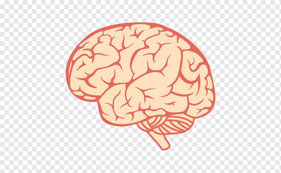 Brain pdf. Мозг рисунок. Мозг векторное изображение. Прозрачный мозг.