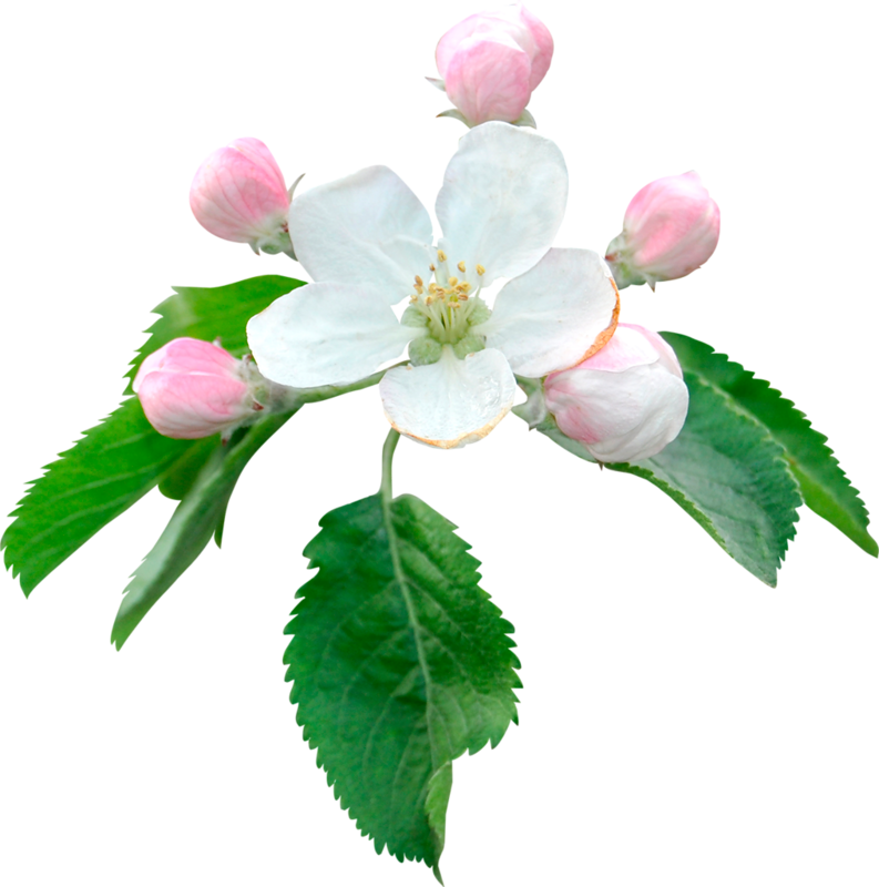 Картинка цветок яблони на прозрачном фоне