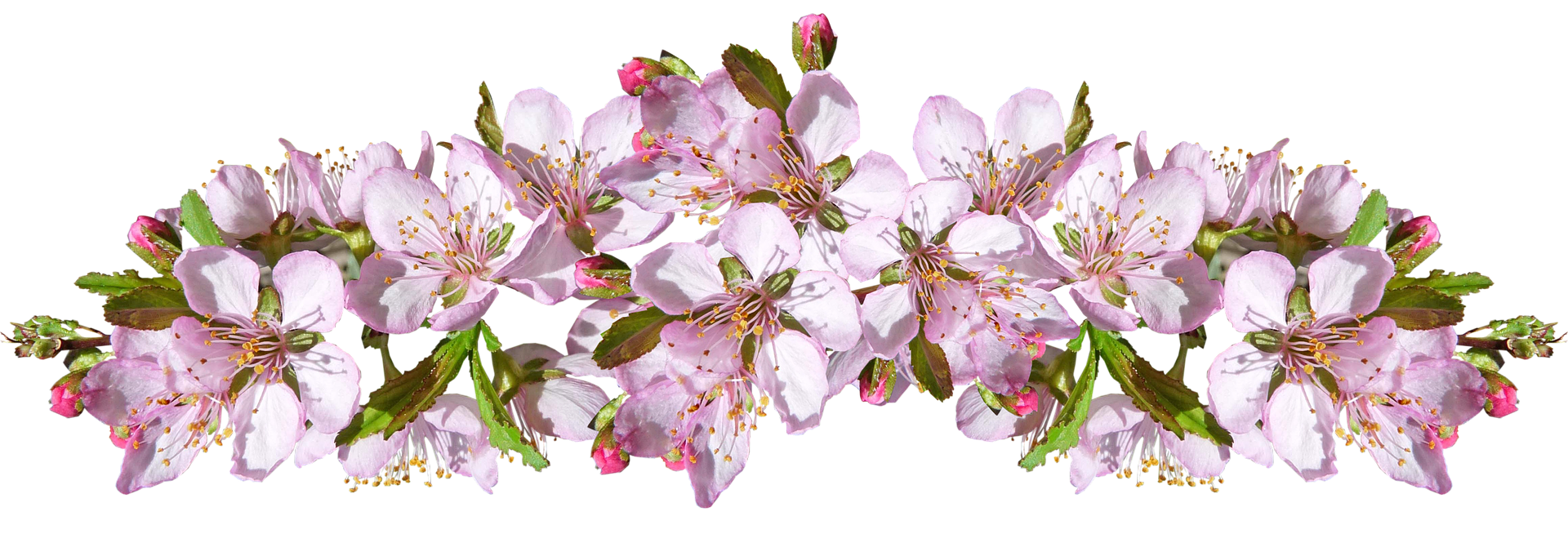 Цветок яблони фото крупным планом на прозрачном фоне