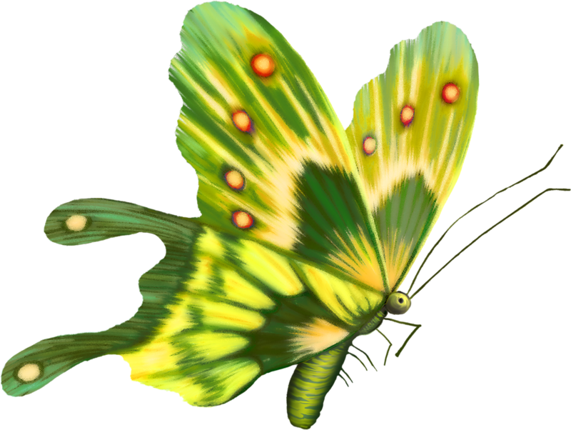 Желто зеленая бабочка. Зеленая бабочка. Салатовая бабочка. Зеленая бабочка на прозрачном фоне. Бабочки зеленого цвета.