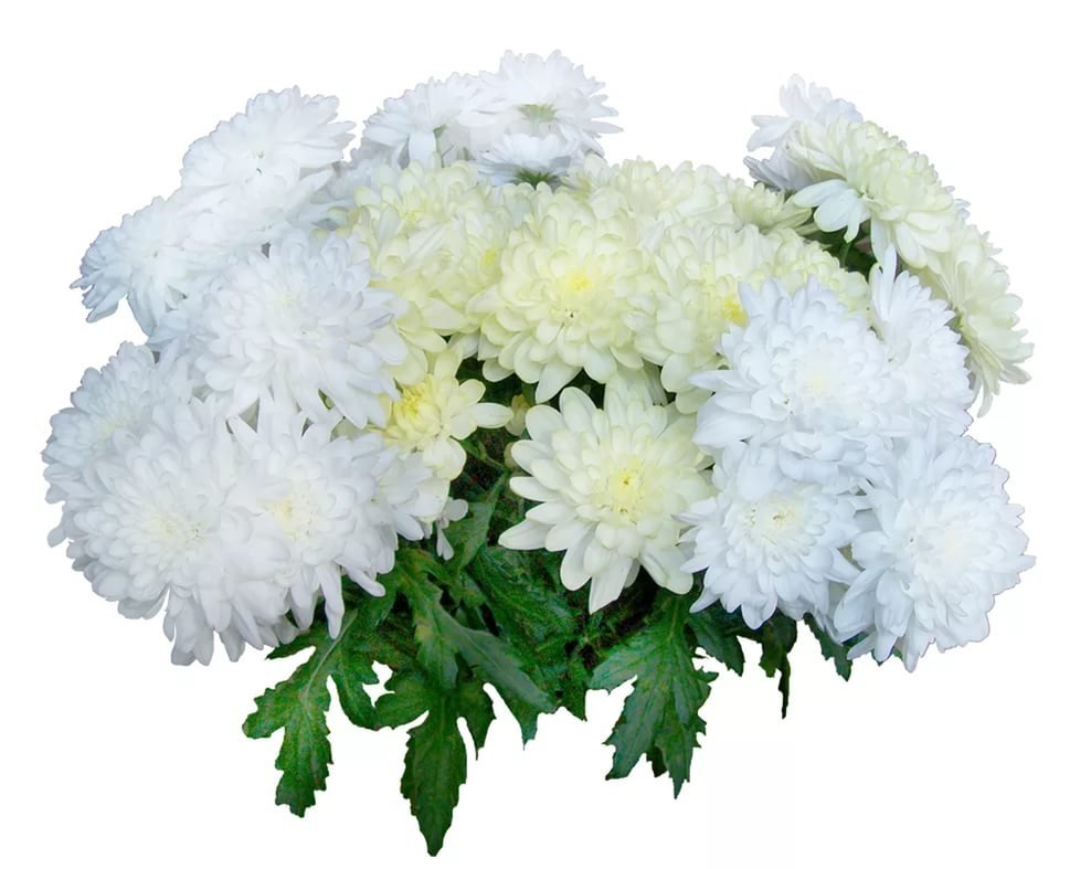 Любимые цветы хризантемы. Хризантема Zembla Pompones. Хризантема кустовая белая. Хризантема Тетравайс. Хризантема Мейфилд.