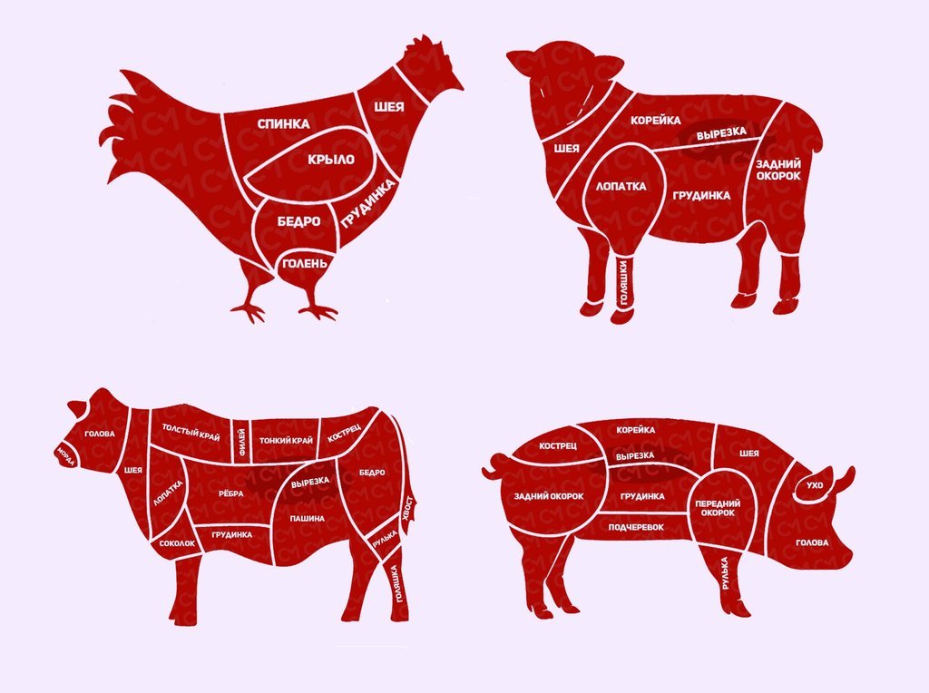 Корова какое мясо. Схема разделки говяжьей туши вектор. Схема разруба свинины вектор. Схема разруба говядины туши плакат. Схема разделки мяса.