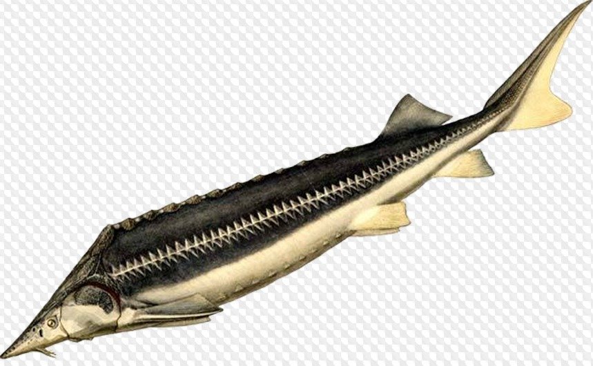 Осетровая рыба 6 букв. Шип севрюга рыба. Севрюга (Acipenser stellatus). Осётр Сибирский. Шип рыба Осетрообразные.