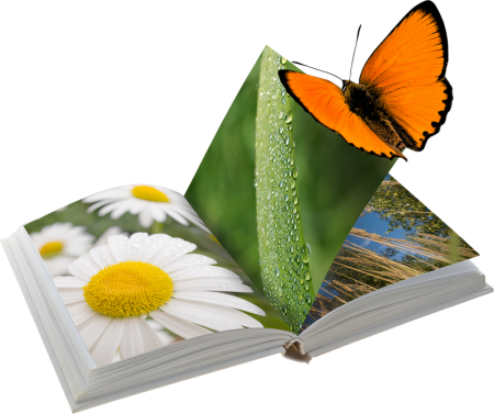 Путешествие по страницам книг рисунок