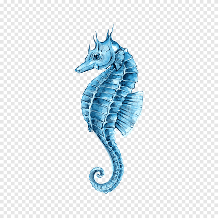 Морской конек для детей