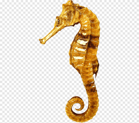 Морские коньки мультяшные