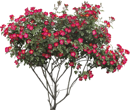 Shrub Bush