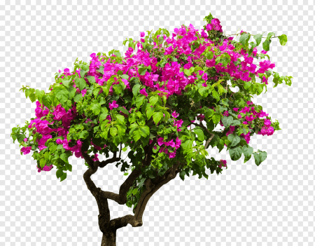 Bougainvillea Tree