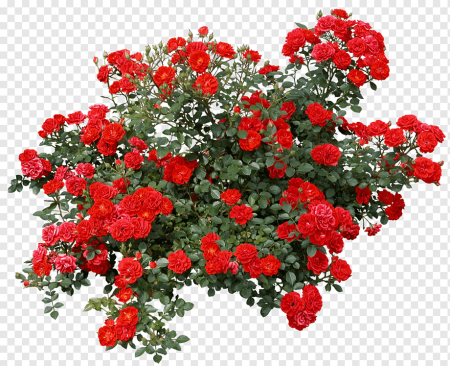 Роза флорибунда куст PNG