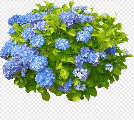 Гортензия голубая куст