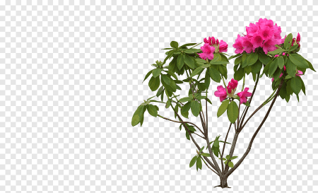 Рододендрон куст без цветов