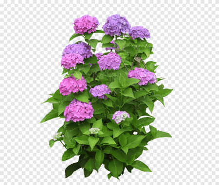 Цветочный кустарник гортензия