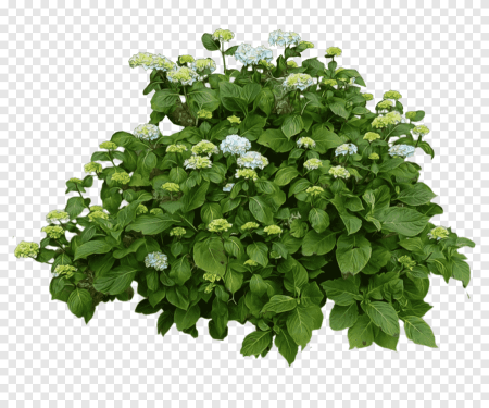 Гортензия зеленая куст