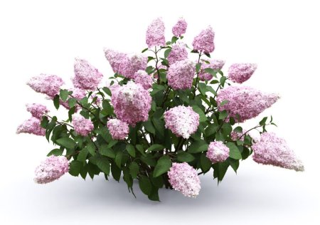 Гортензия метельчатая (Hydrangea paniculata Fraise Melba p12)