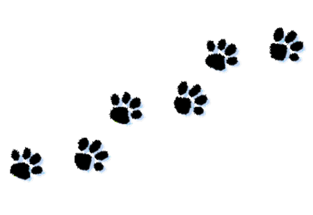 Кошачьи следы