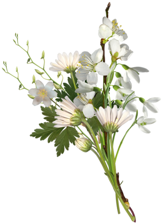 Белые полевые цветы