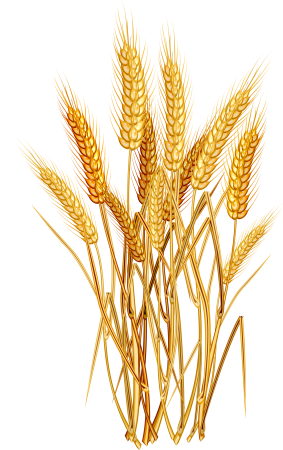 Колос пшеничный клипарт (43 фото)
