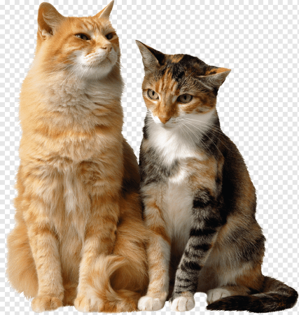 Кошка на прозрачном фоне