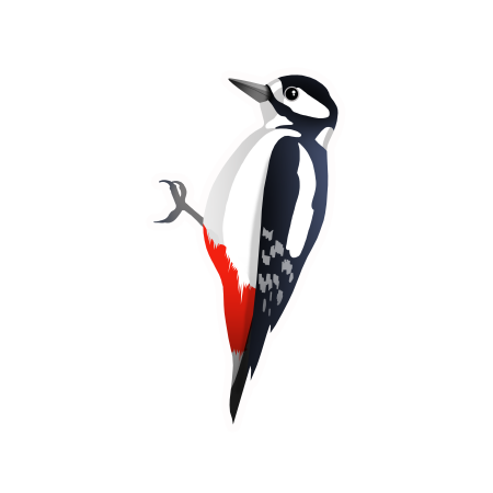 Дятел рисунок