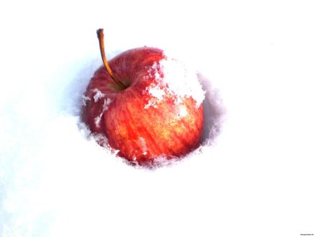 Яблоки на снегу акварель