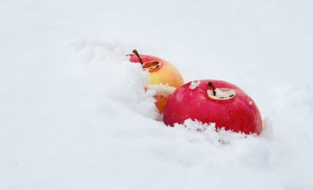 Яблоки на снегу